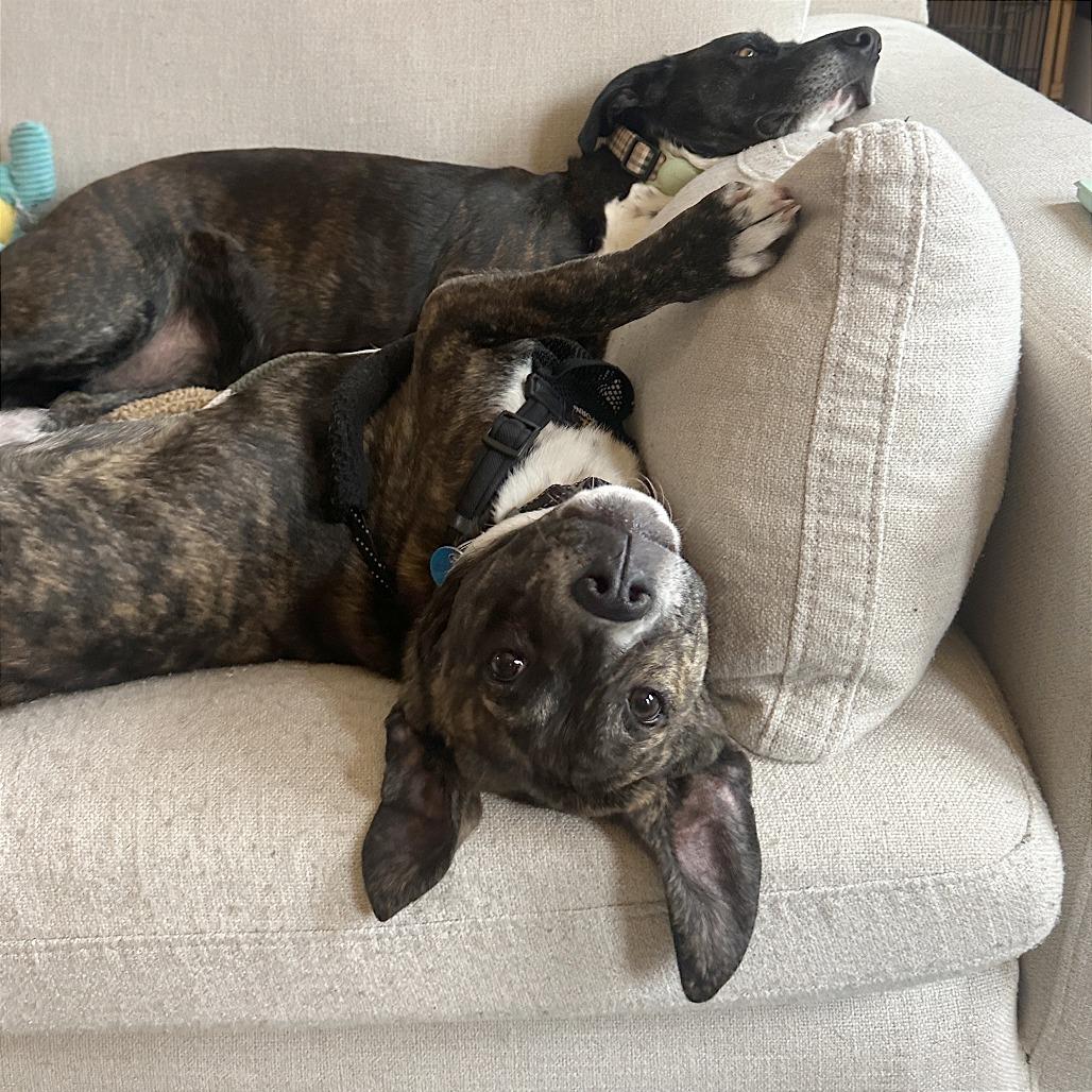 Cheerios, a Adoptable Hound in Washington, DC image 3/6
