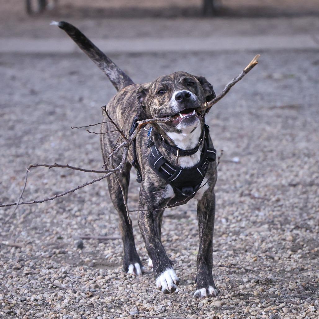 Cheerios, a Adoptable Hound in Washington, DC image 5/6