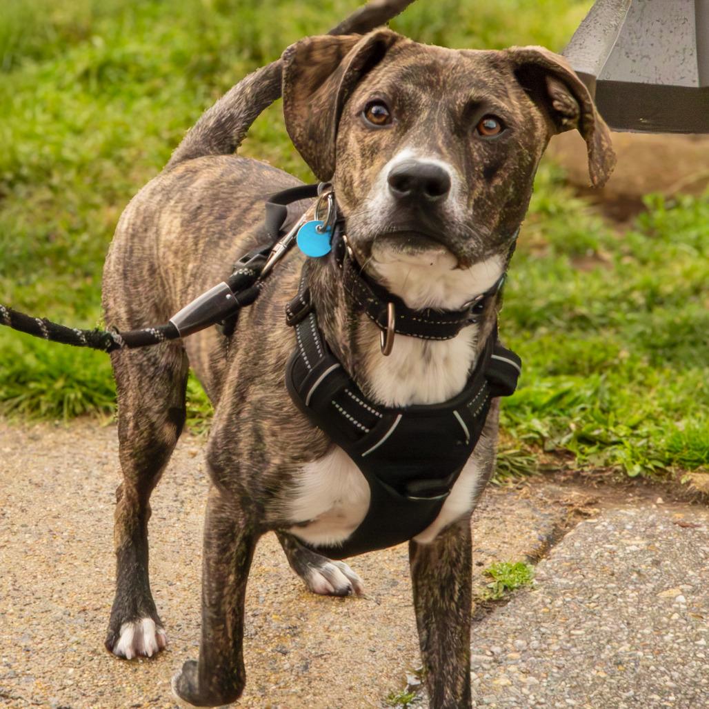 Cheerios, a Adoptable Hound in Washington, DC image 6/6