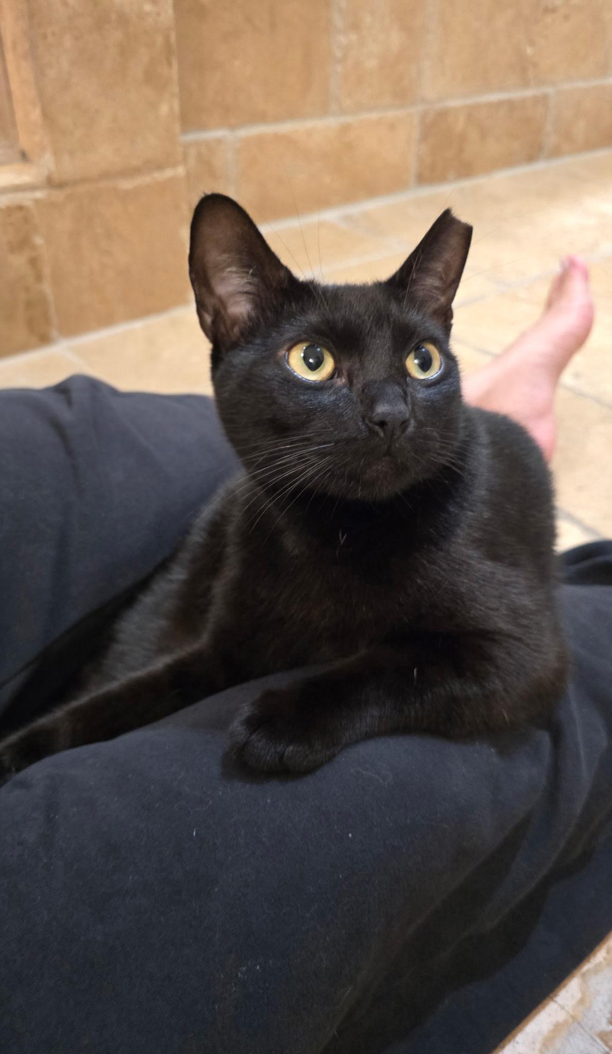 Enlarge Pepper (Cuddle Angel), a ADOPTABLE mixed breed in Houston, TX image 2/6