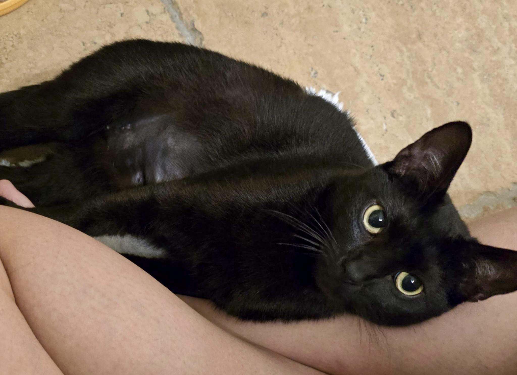 Pepper (Cuddle Angel), ADOPTABLE, Kitten Female Bombay & Domestic Short Hair.