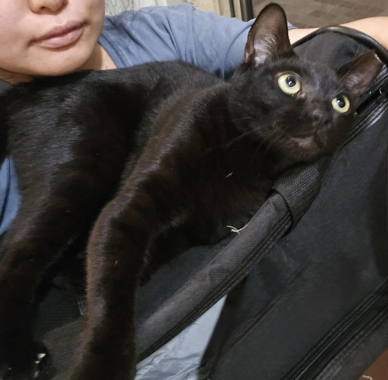 Sky (Angel of cuddles), a ADOPTABLE mixed breed in Houston, TX image 5/6