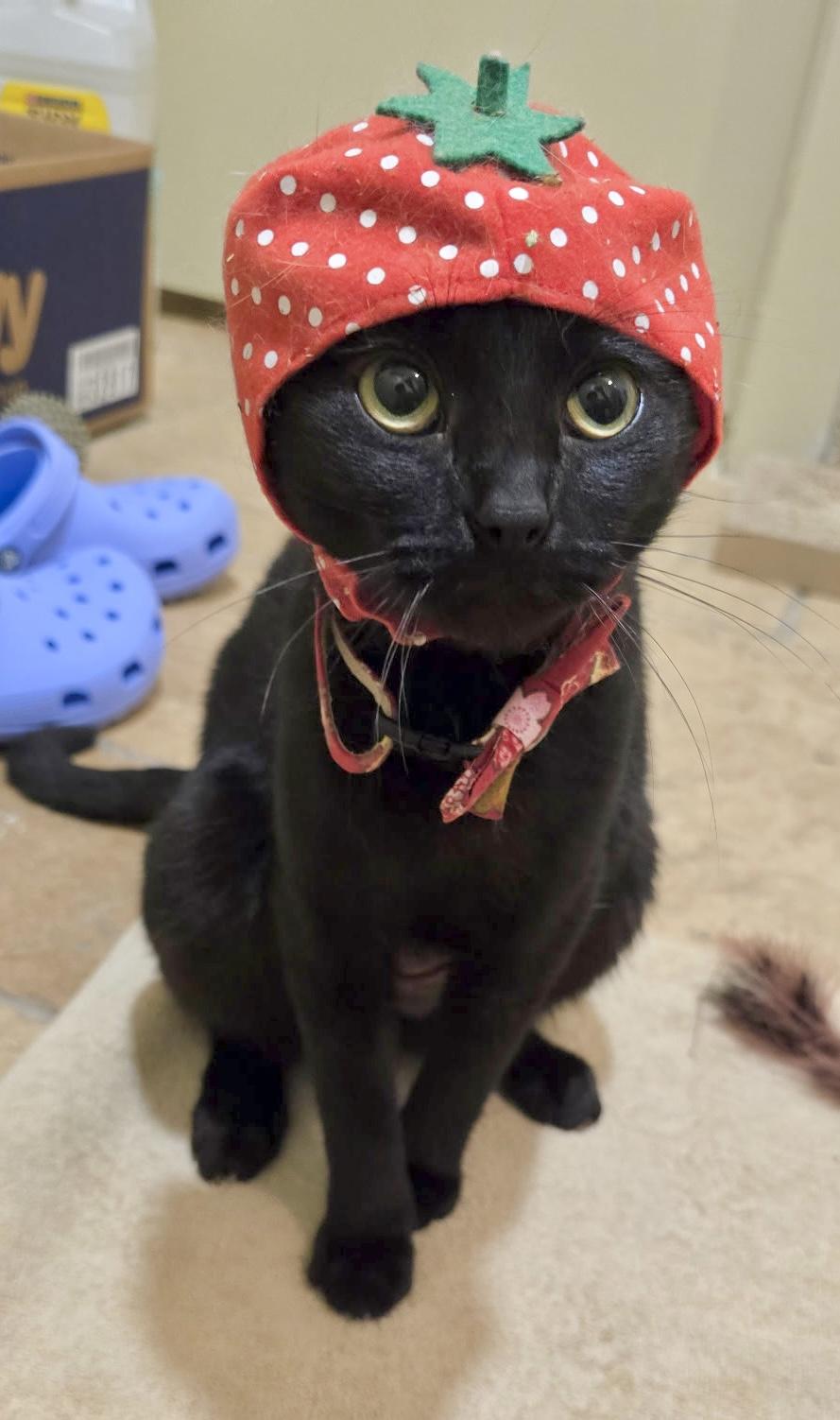 Sky (Angel of cuddles), a ADOPTABLE mixed breed in Houston, TX image 3/6