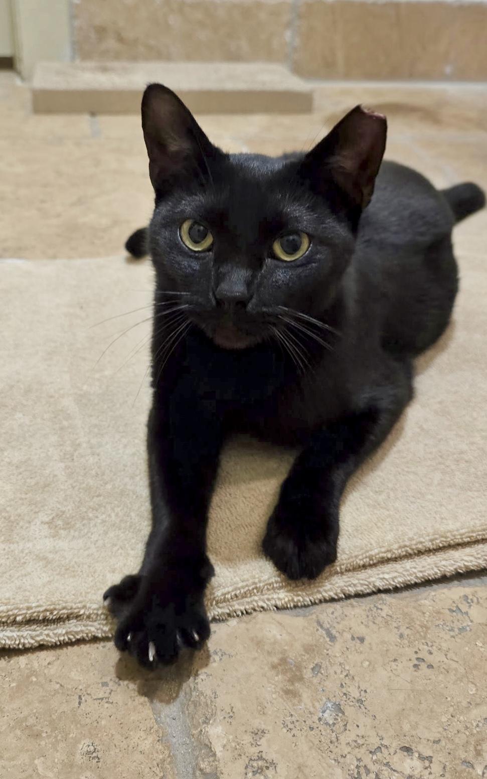 Sky (Angel of cuddles), a ADOPTABLE mixed breed in Houston, TX image 2/6