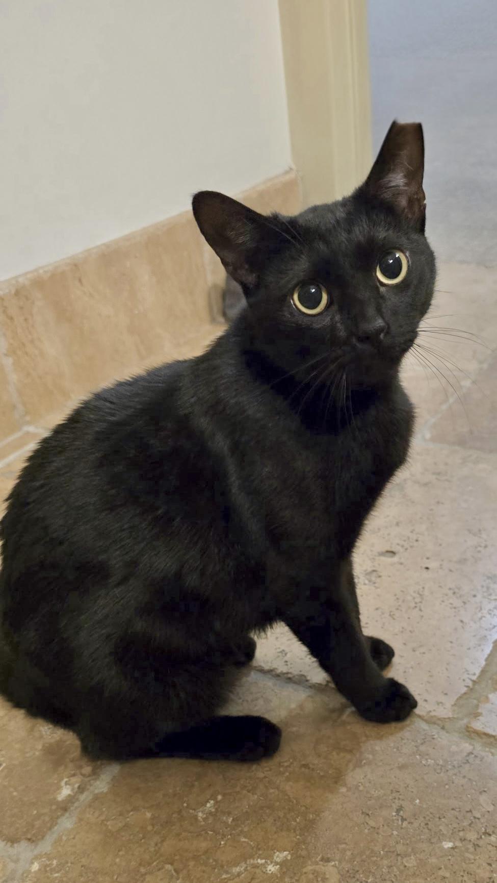 Sky (Angel of cuddles), a ADOPTABLE mixed breed in Houston, TX image 6/6