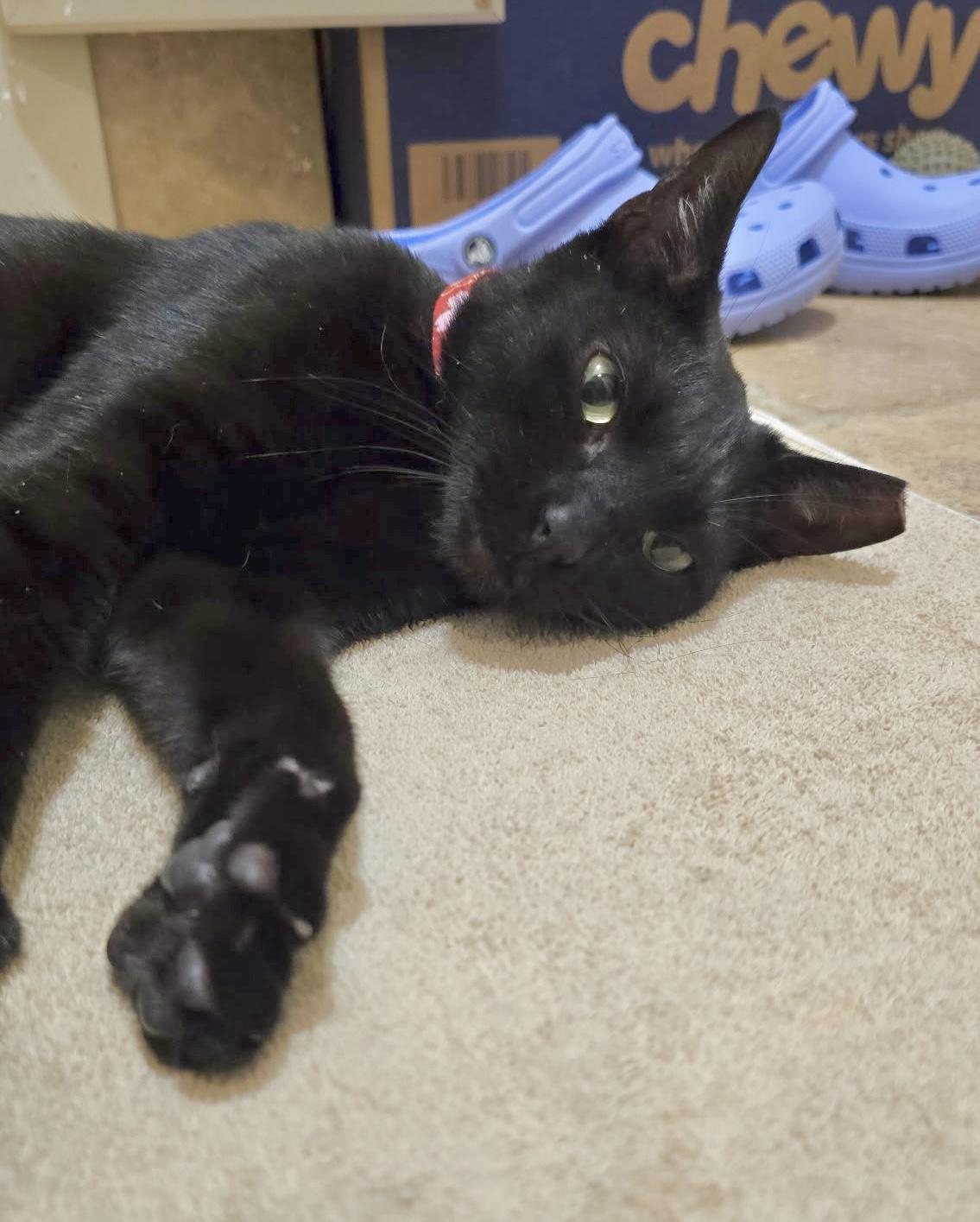 Sky (Angel of cuddles), a ADOPTABLE mixed breed in Houston, TX image 4/6