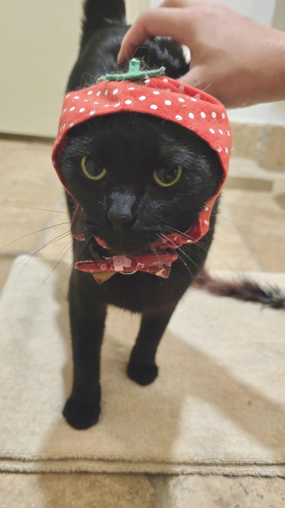 Sky (Angel of cuddles), ADOPTABLE, Kitten Female Bombay & Domestic Short Hair.