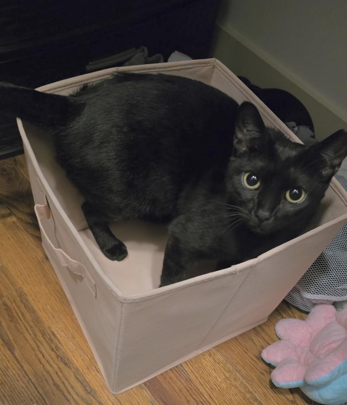 Enlarge Pepper (Cuddle Angel), a ADOPTABLE mixed breed in Houston, TX image 3/6