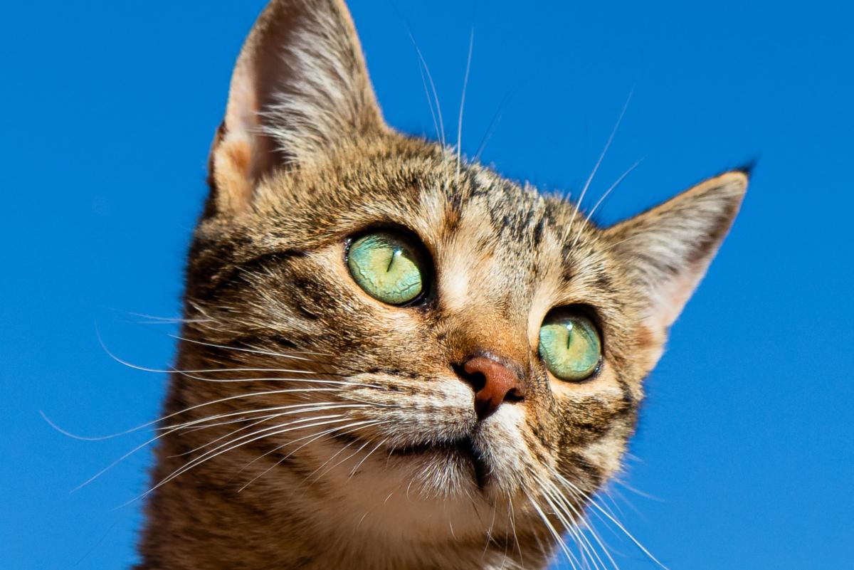 Holistic Pet Parents - We want you!, Adoptable, Young Female Domestic Long Hair & Domestic Short Hair.