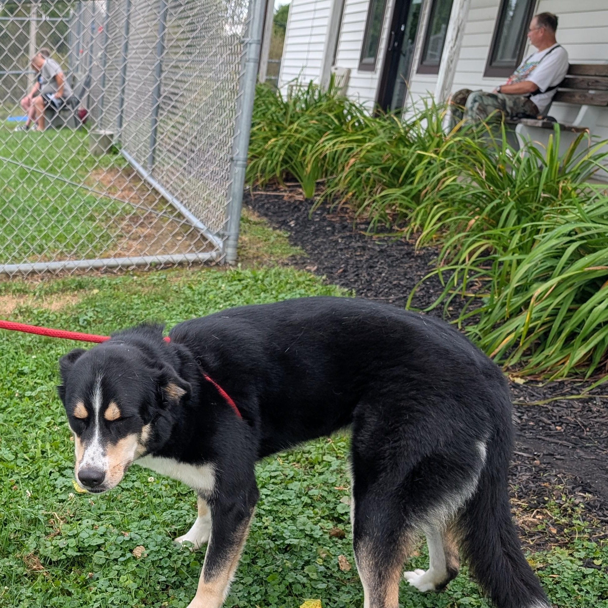 Enlarge 175077 Reba, a Adoptable mixed breed in Ravenna, OH image 3/5