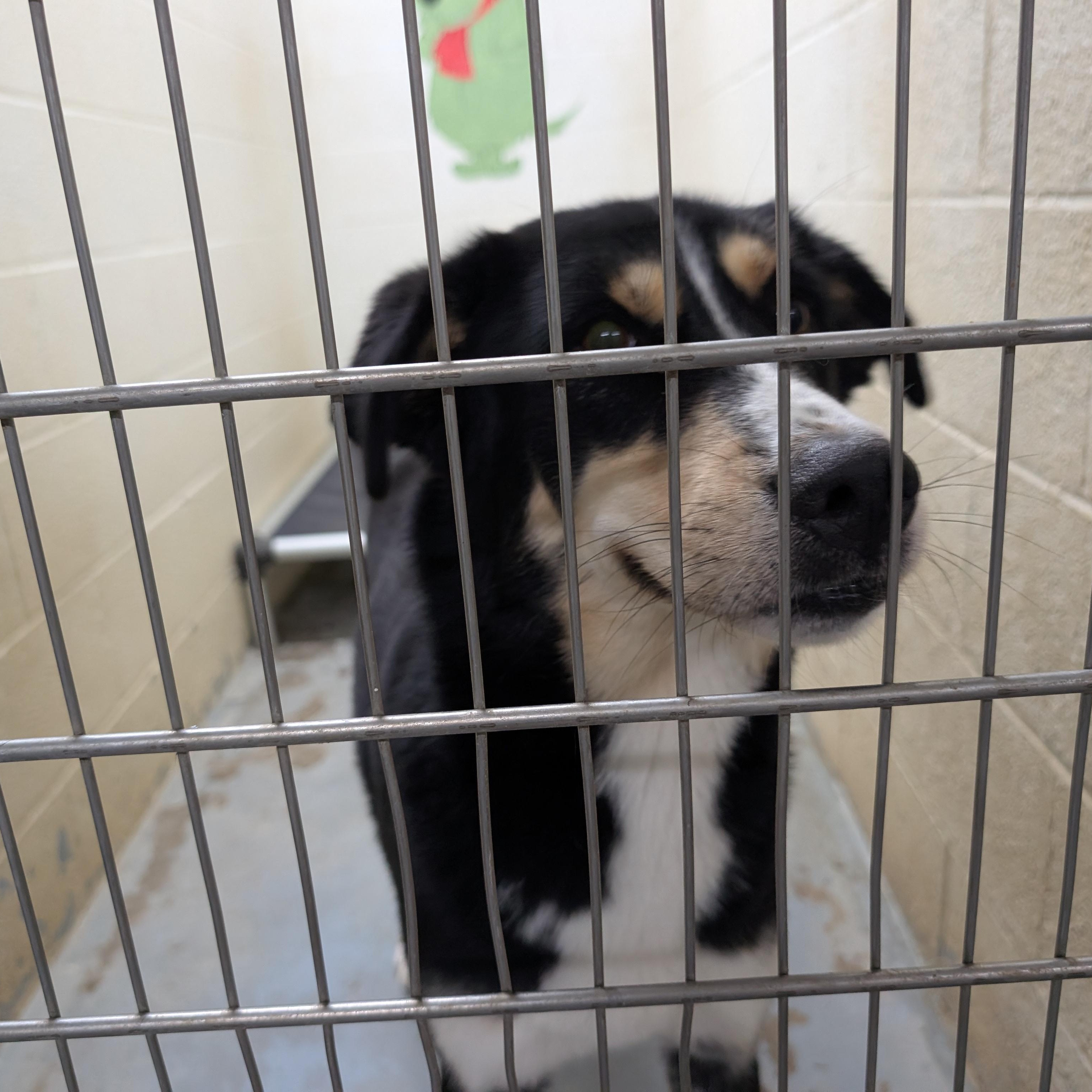 Enlarge 175077 Reba, a Adoptable mixed breed in Ravenna, OH image 5/5