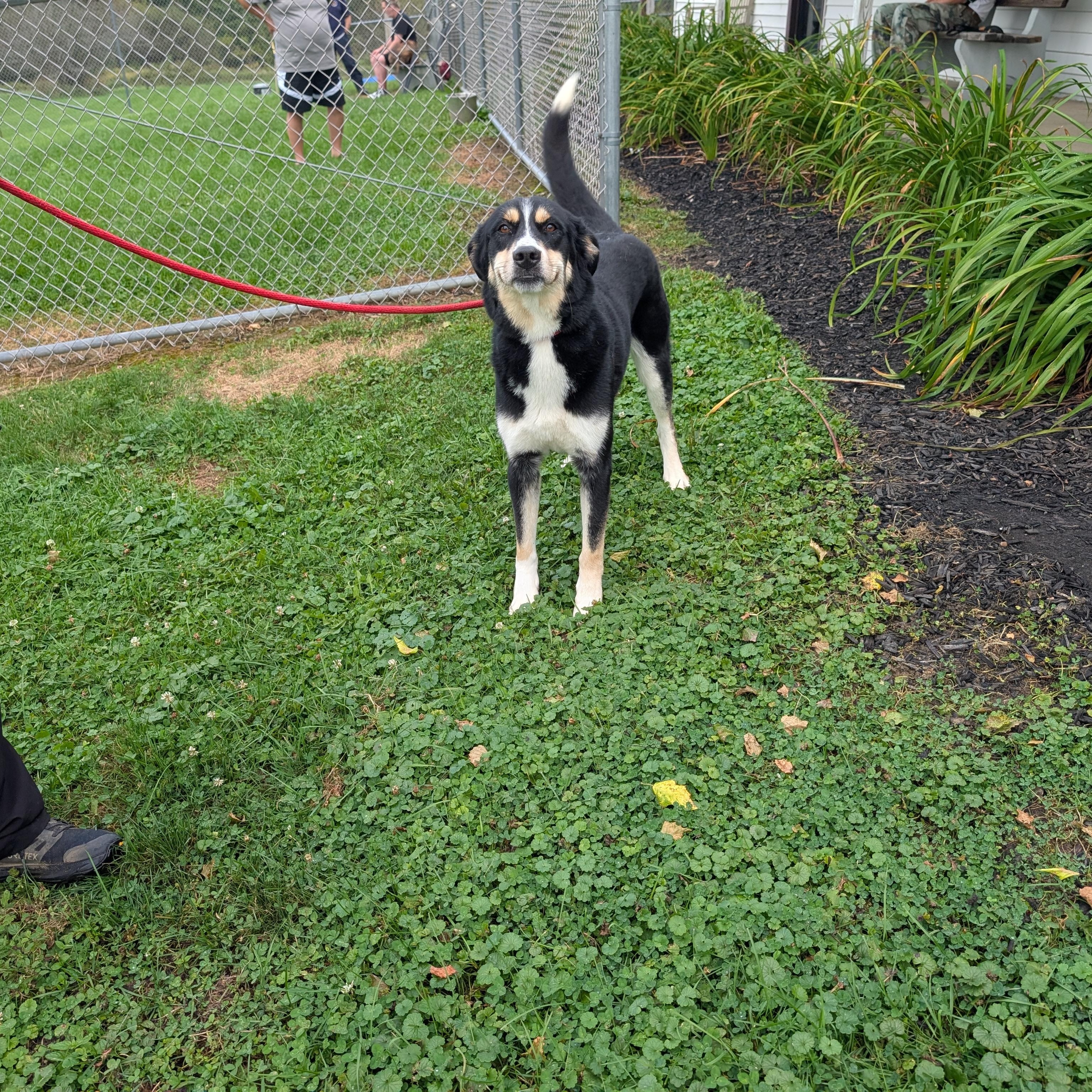 Enlarge 175077 Reba, a Adoptable mixed breed in Ravenna, OH image 2/5