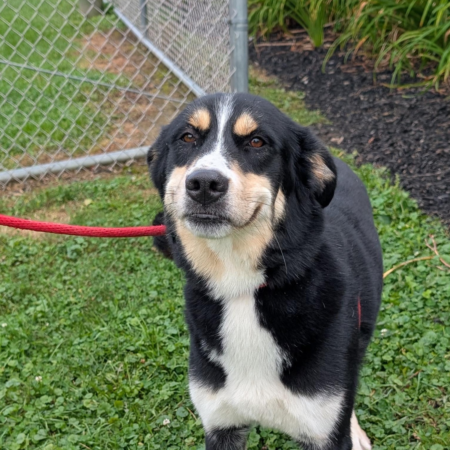 175077 Reba, Adoptable, Adult Female Bernese Mountain Dog.