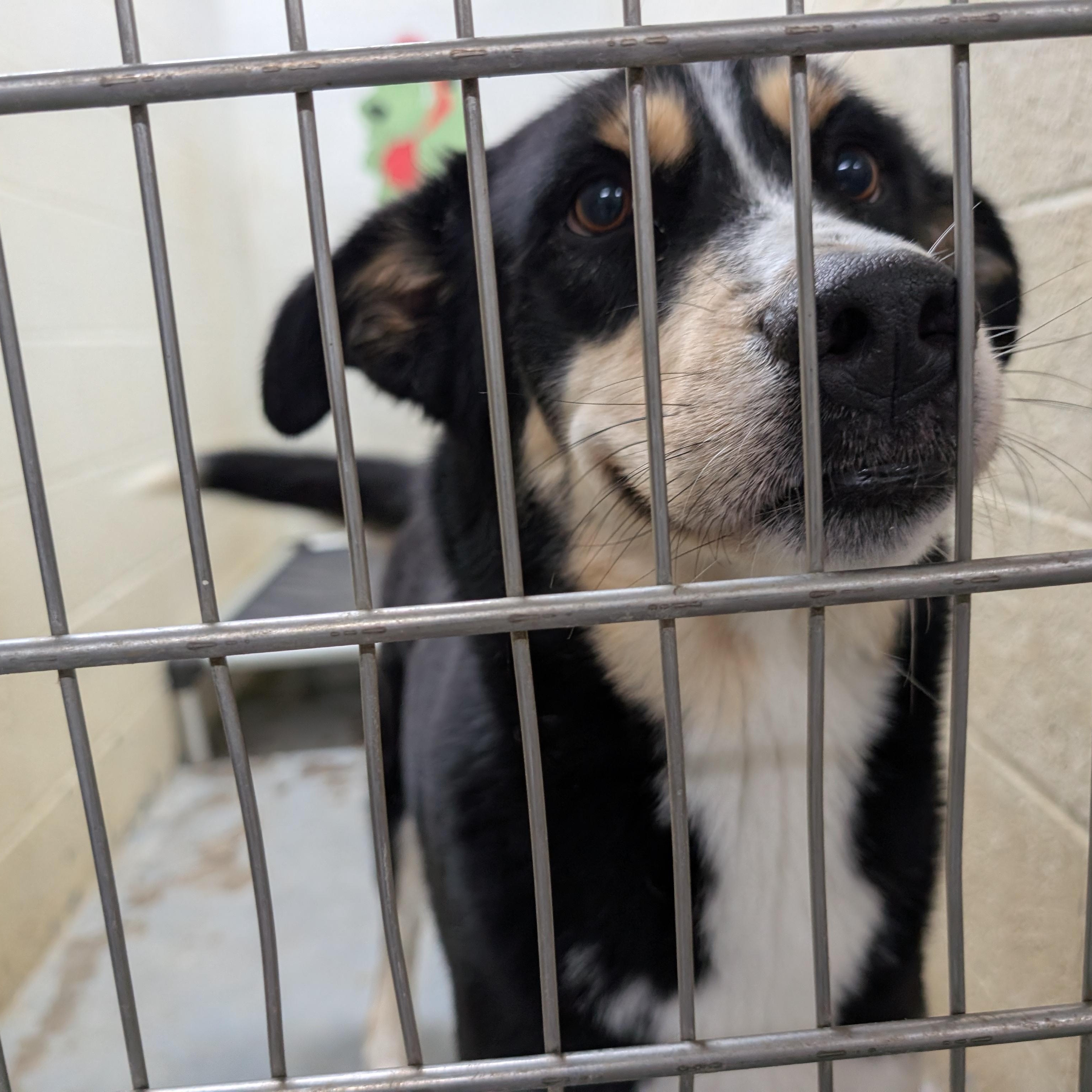 Enlarge 175077 Reba, a Adoptable mixed breed in Ravenna, OH image 4/5