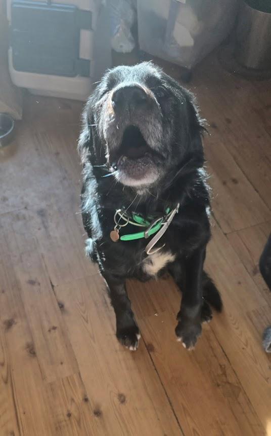 Enlarge Diablo, a ADOPTABLE mixed breed in Heuvelton, NY image 1/2