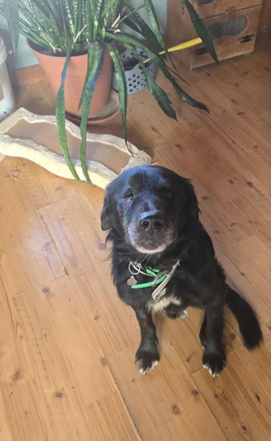 Enlarge Diablo, a ADOPTABLE mixed breed in Heuvelton, NY image 2/2