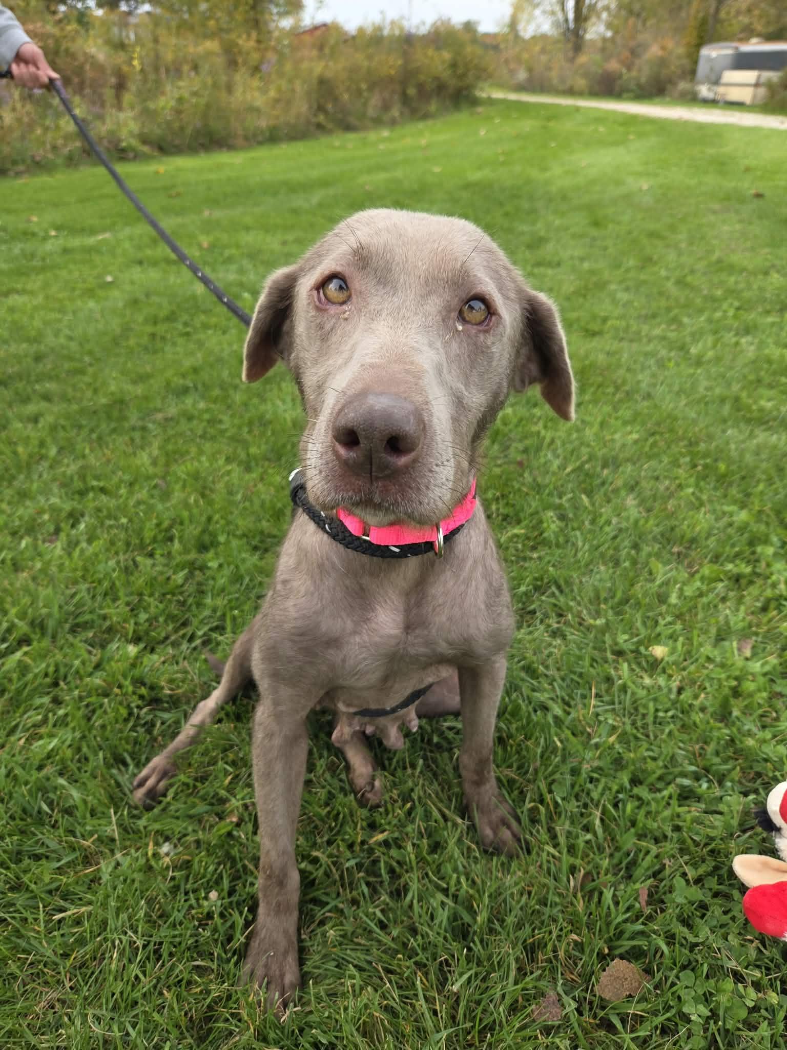 Enlarge Stormy-Not Accepting Applications Yet, a Adoptable Chocolate Labrador Retriever in Medina, OH image 2/6