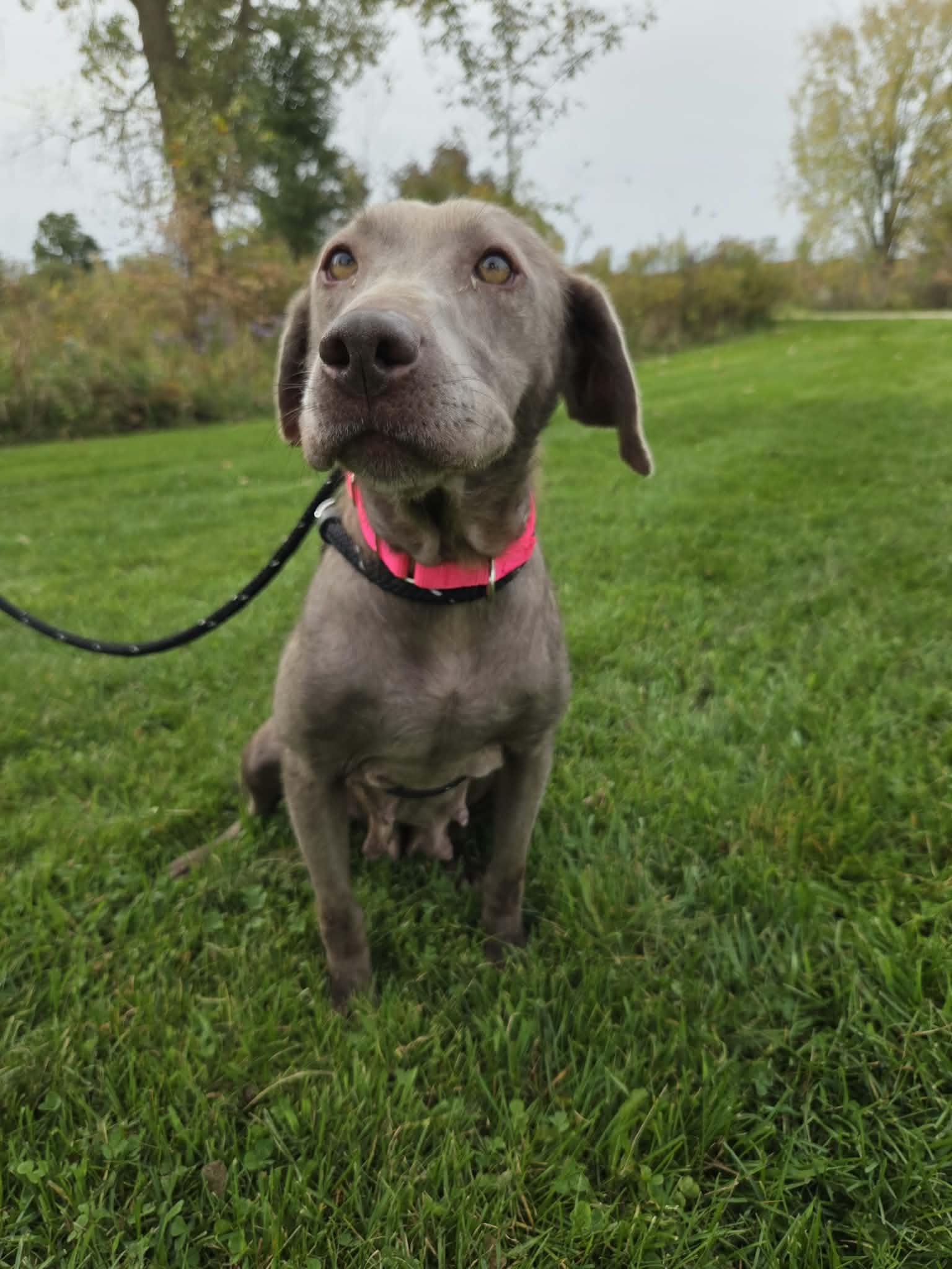 Enlarge Stormy-Not Accepting Applications Yet, a Adoptable Chocolate Labrador Retriever in Medina, OH image 4/6