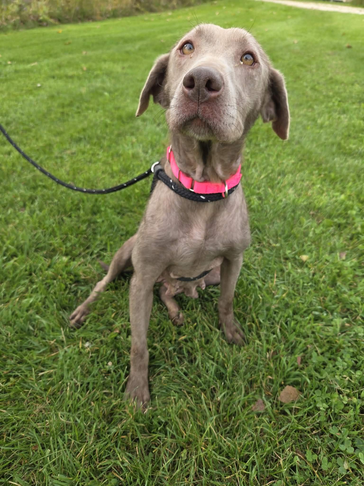 Enlarge Stormy-Not Accepting Applications Yet, a Adoptable Chocolate Labrador Retriever in Medina, OH image 5/6