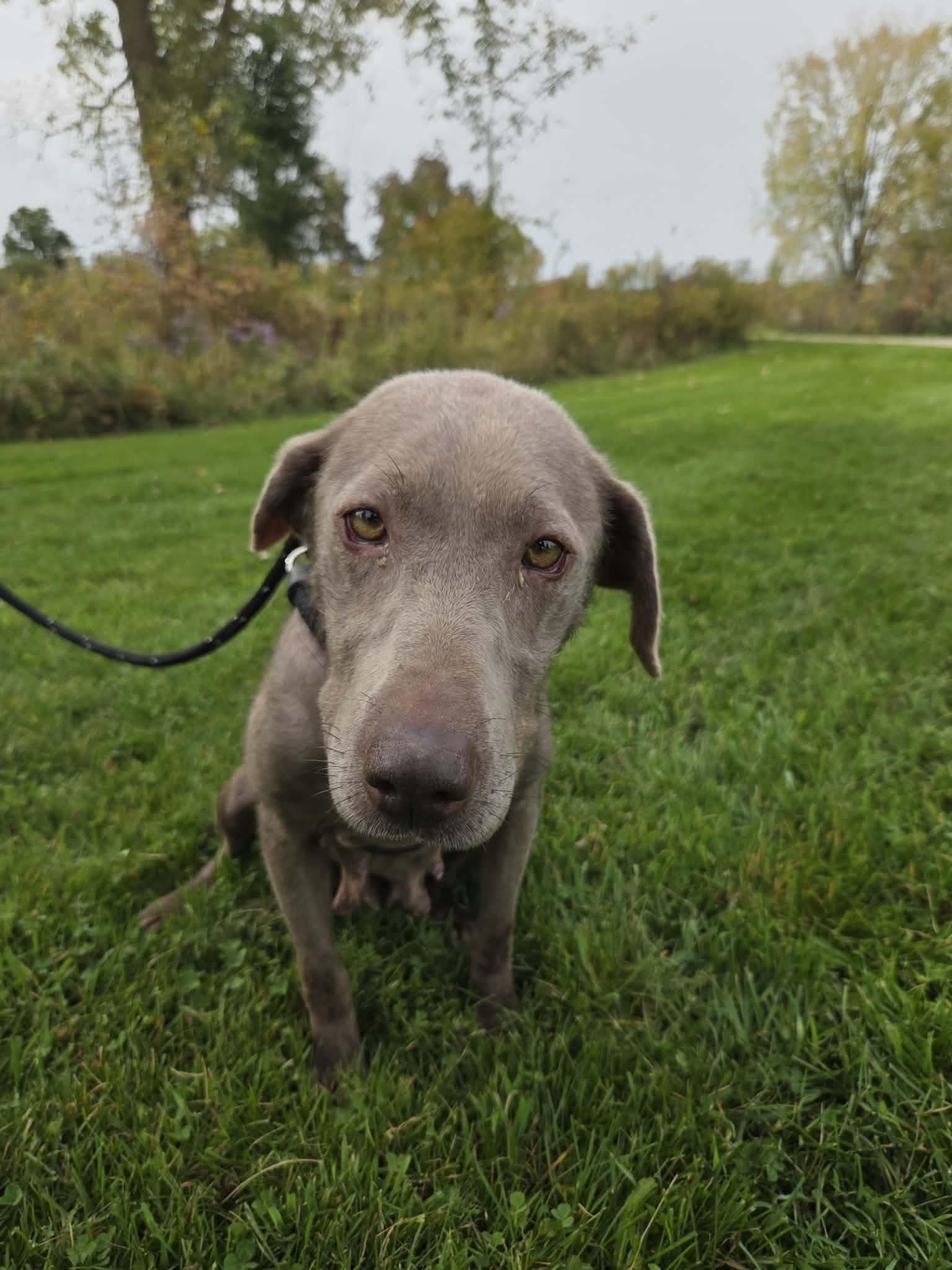 Enlarge Stormy-Not Accepting Applications Yet, a Adoptable Chocolate Labrador Retriever in Medina, OH image 3/6