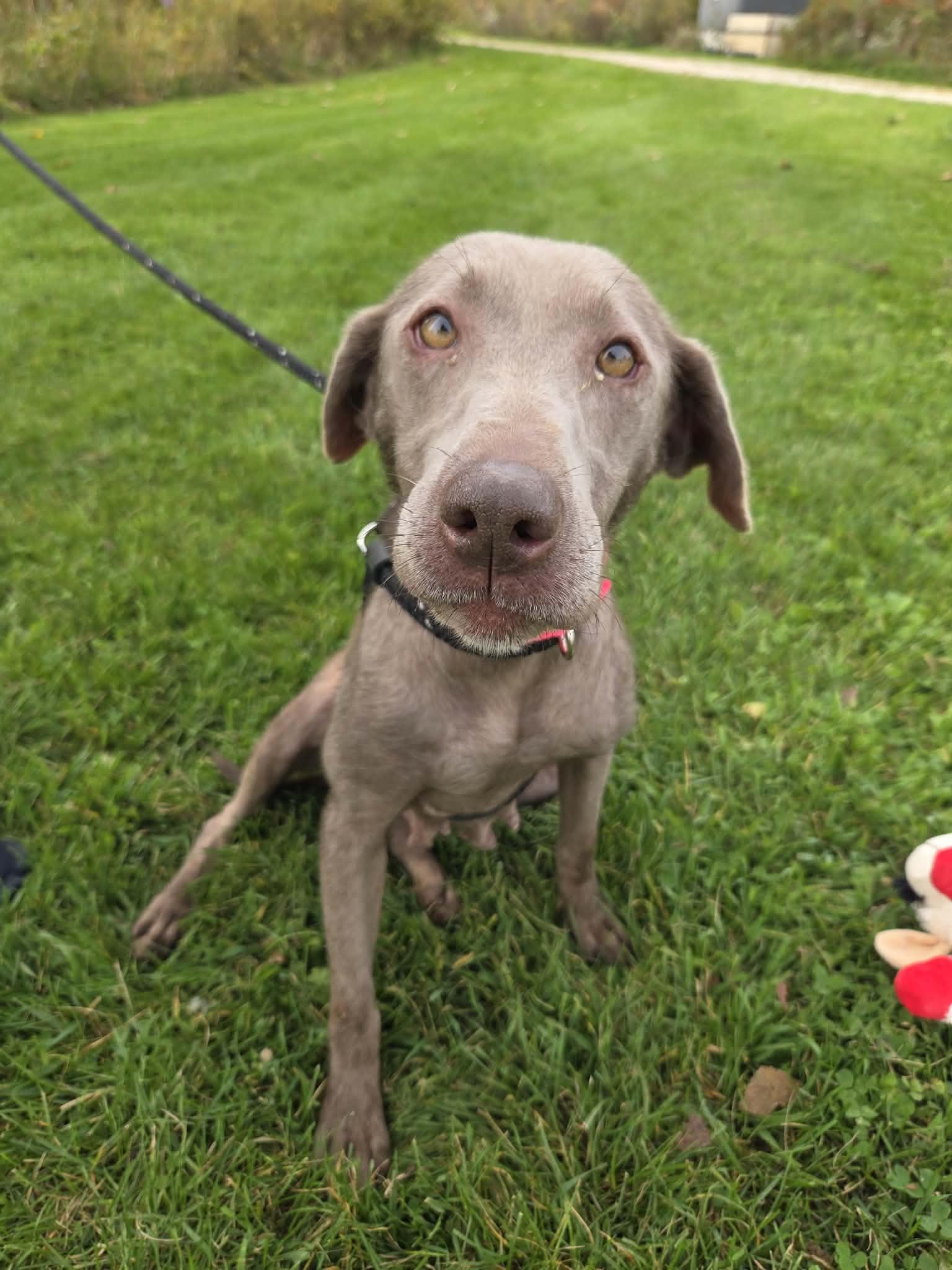 Stormy-Not Accepting Applications Yet, Adoptable, Adult Female Chocolate Labrador Retriever.