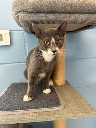 Enlarge Marilyn Monroe, a Adoptable mixed breed in Lunenburg, MA image 2/4