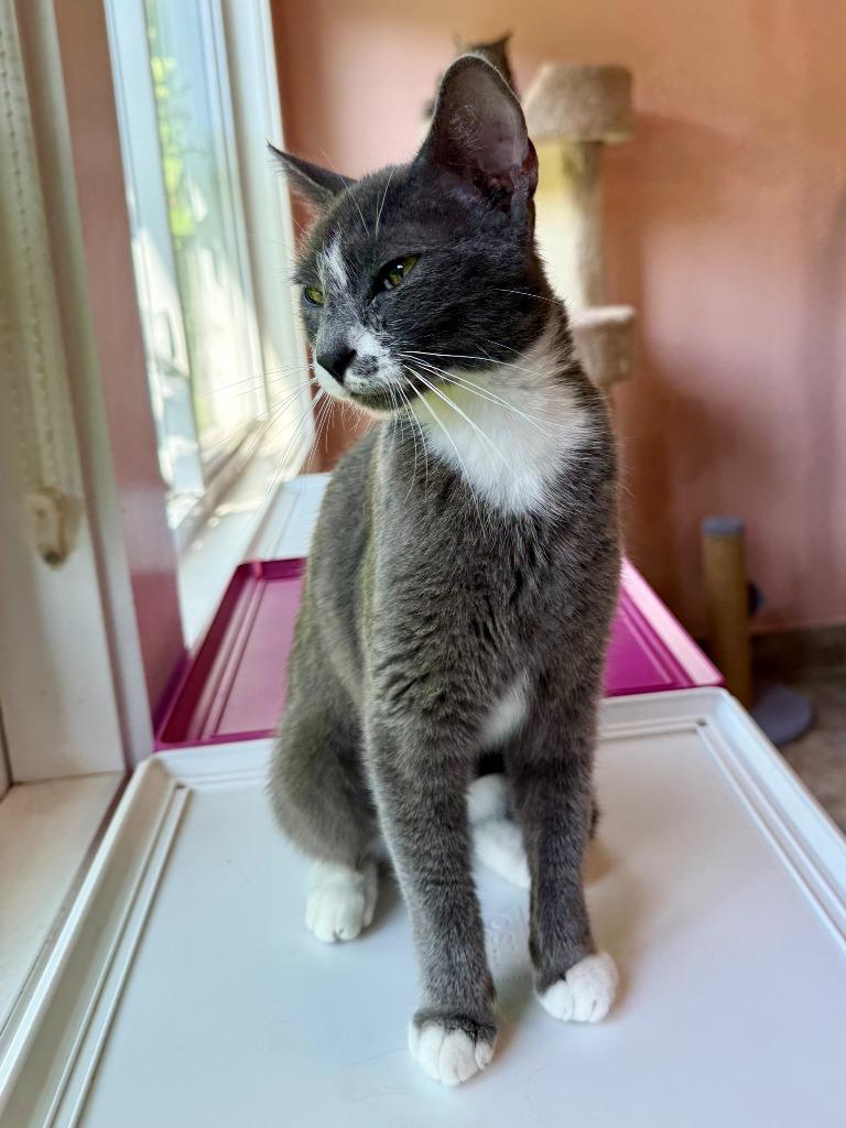 Enlarge Marilyn Monroe, a Adoptable mixed breed in Lunenburg, MA image 3/4