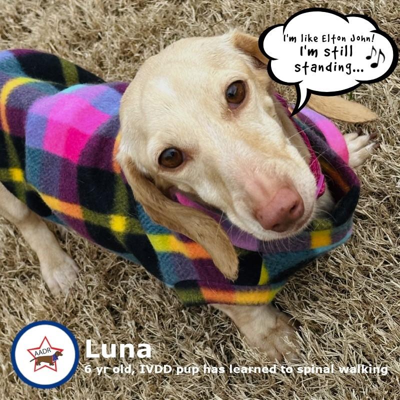 Luna in KY, ADOPTABLE, Adult Female Dachshund.