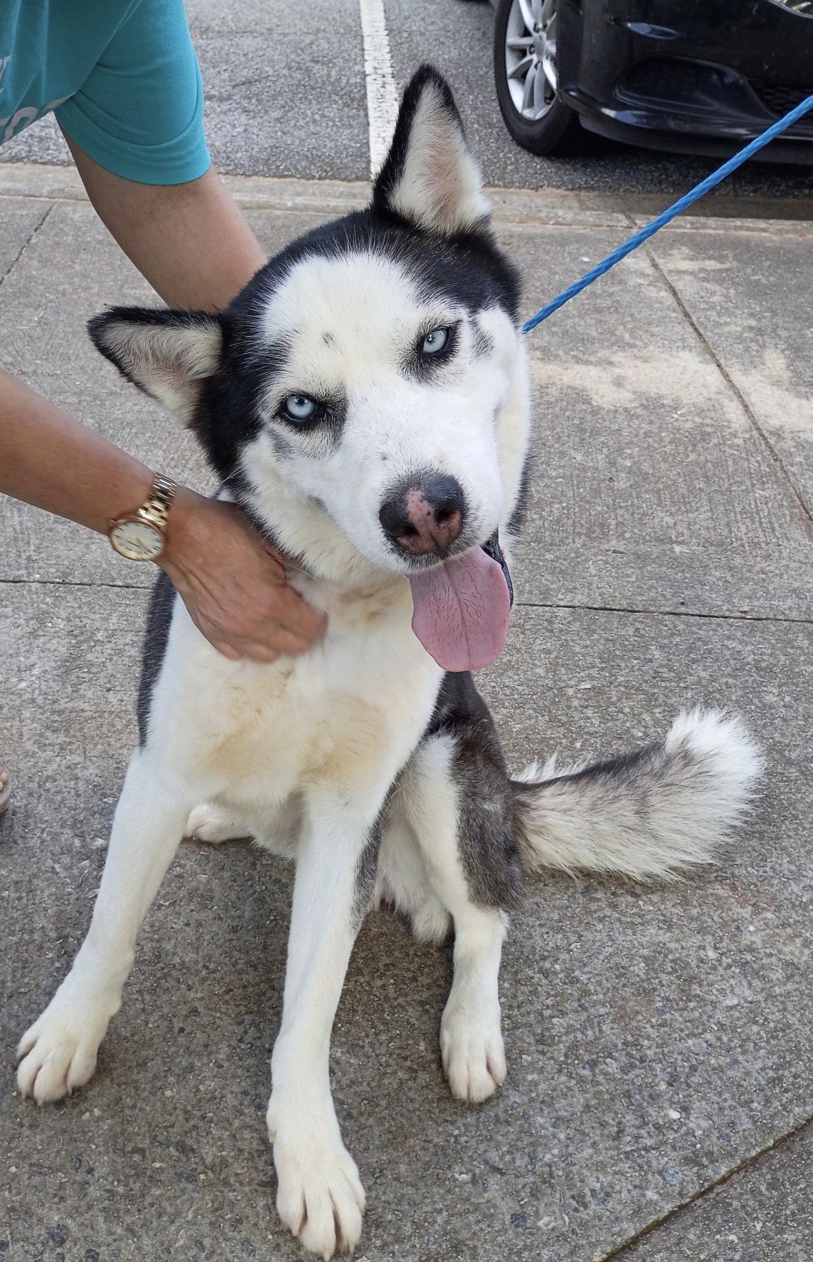Rico, Adoptable, Adult Male Siberian Husky.