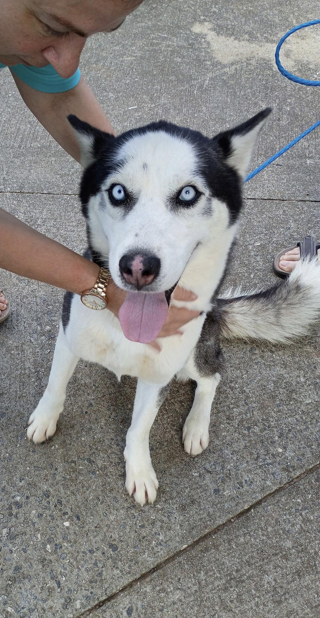 Rico, a Adoptable Siberian Husky in Cumming, GA image 3/3