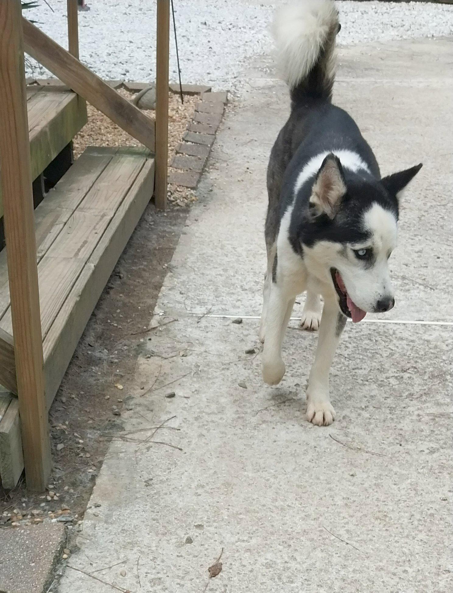 Rico, a Adoptable Siberian Husky in Cumming, GA image 2/3