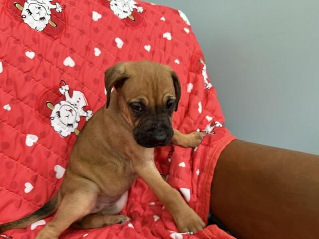 Rose Racer, a Adoptable mixed breed in Woburn, MA image 2/6