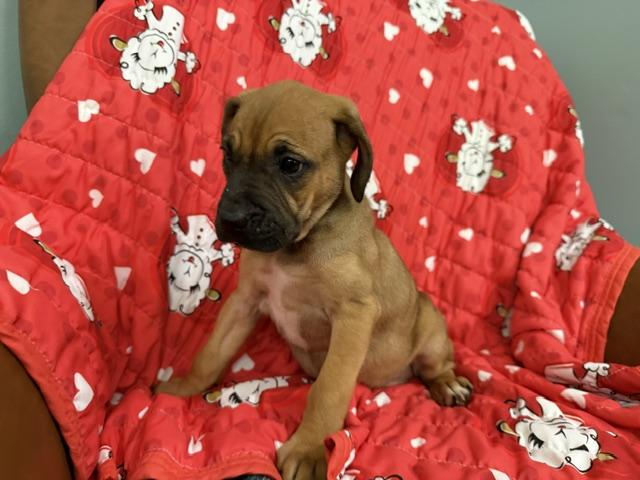 Rose Racer, a Adoptable mixed breed in Woburn, MA image 4/6
