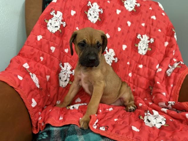 Rose Racer, a Adoptable mixed breed in Woburn, MA image 5/6