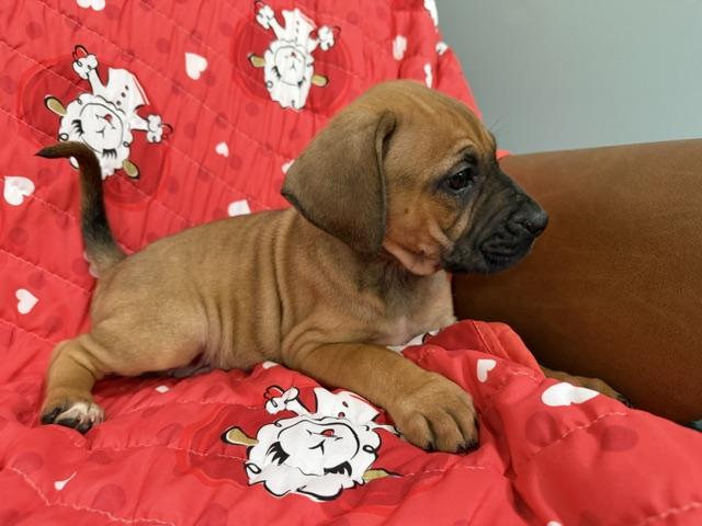Rose Racer, a Adoptable mixed breed in Woburn, MA image 6/6