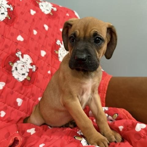 Rose Racer, a Adoptable mixed breed in Woburn, MA image 1/6