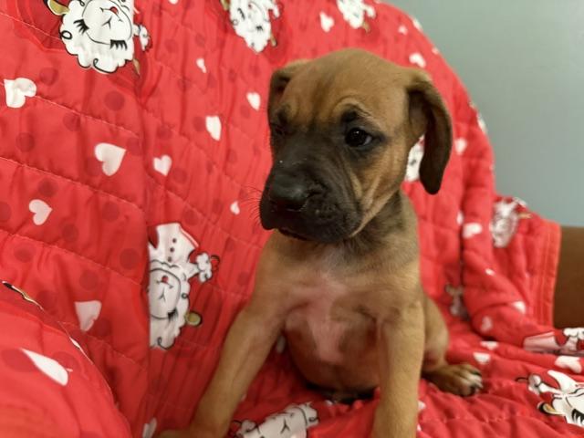 Rose Racer, a Adoptable mixed breed in Woburn, MA image 3/6