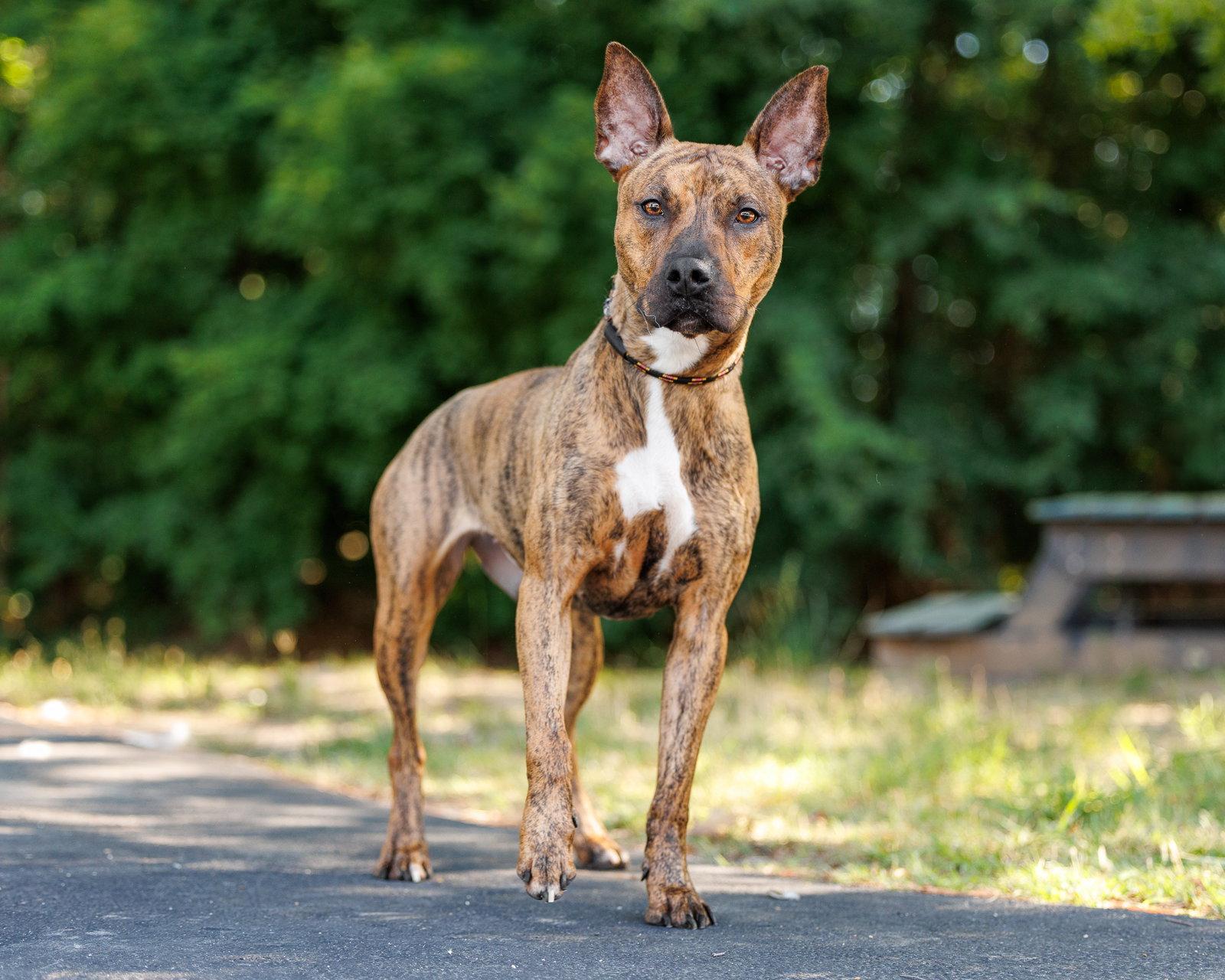 Gold Rush, Adoptable, Adult Female Mixed Breed.