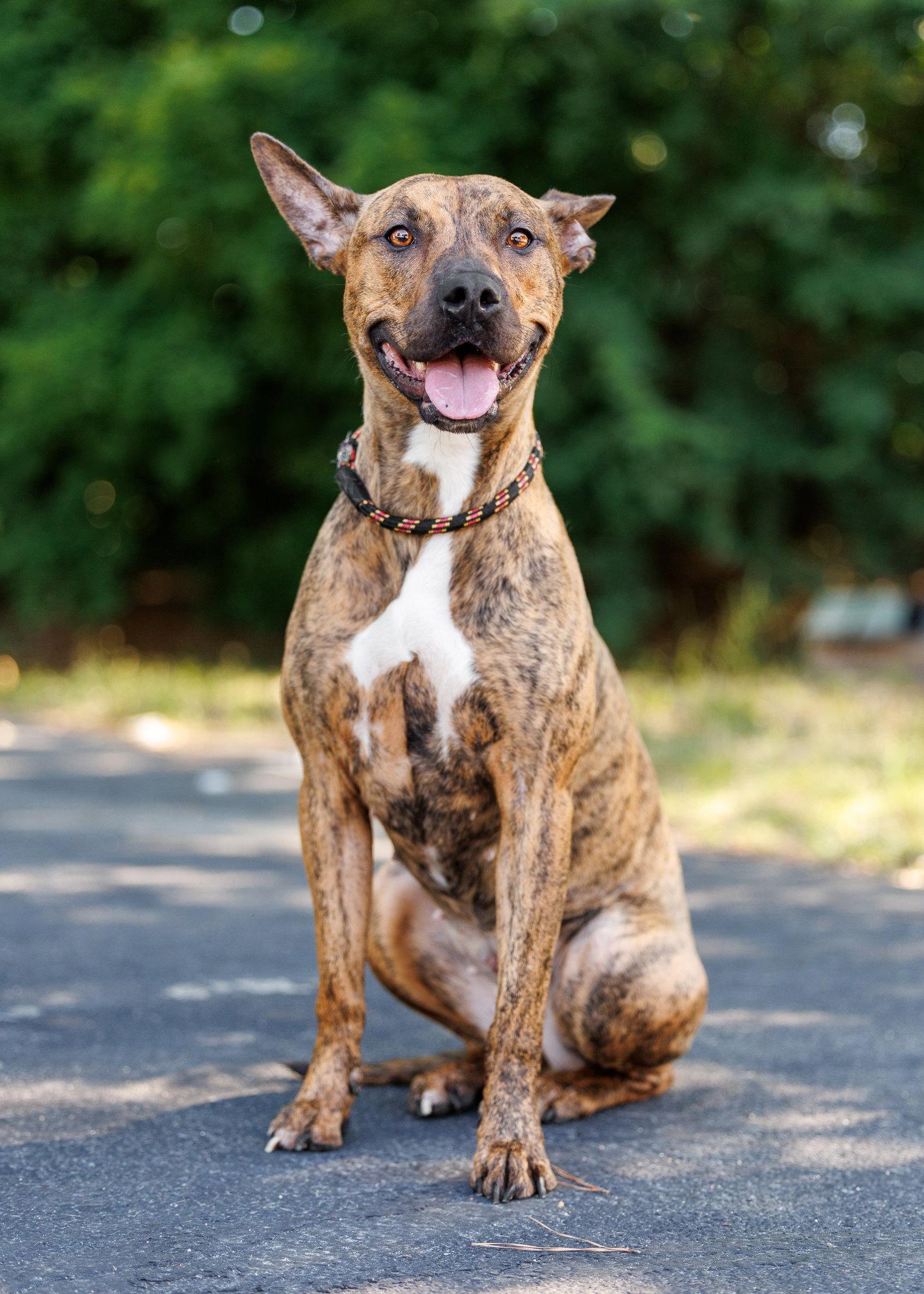 Gold Rush, a Adoptable Mixed Breed in Durham, NC image 2/2