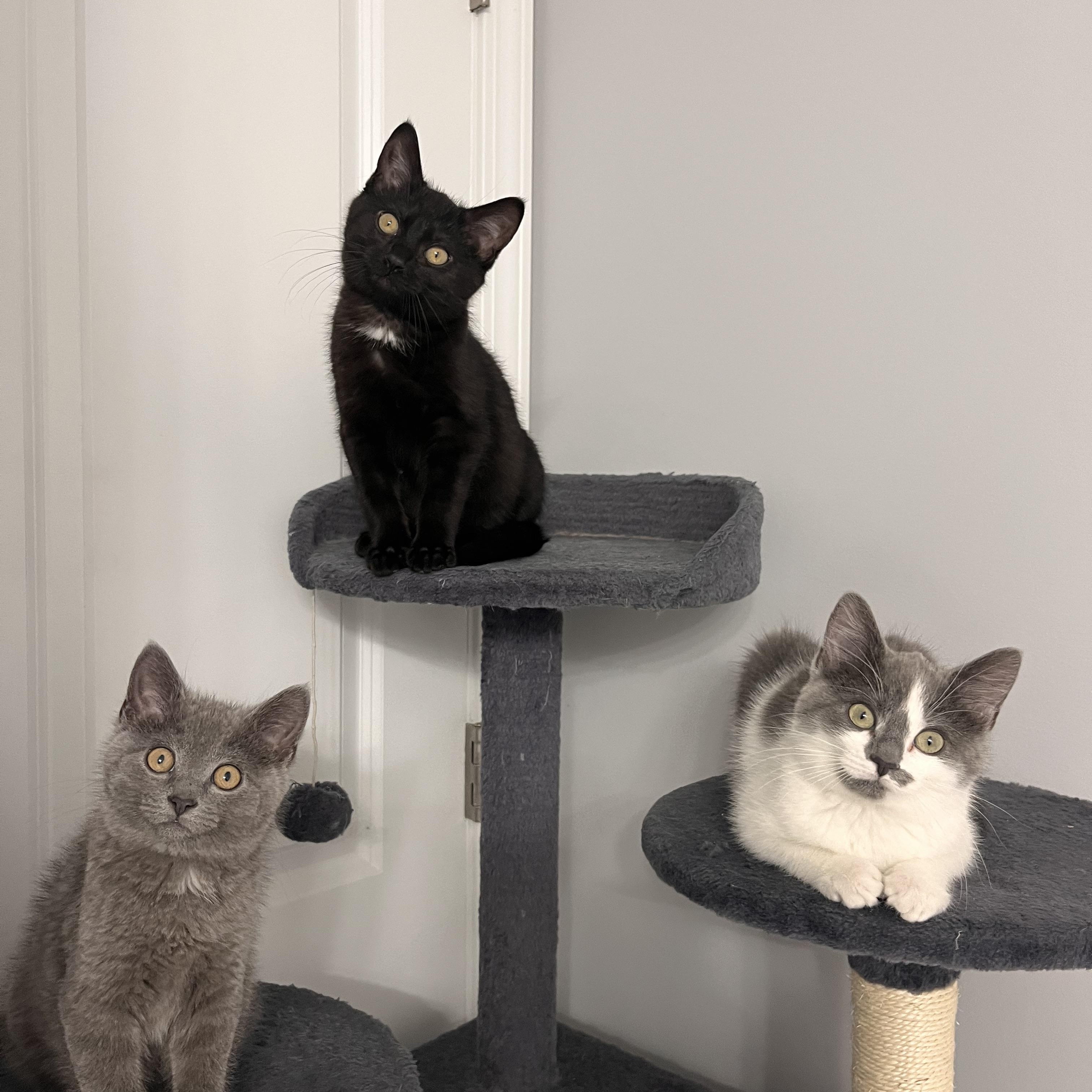 Enlarge Solace, an adopted Domestic Short Hair in Chicago, IL image 3/6