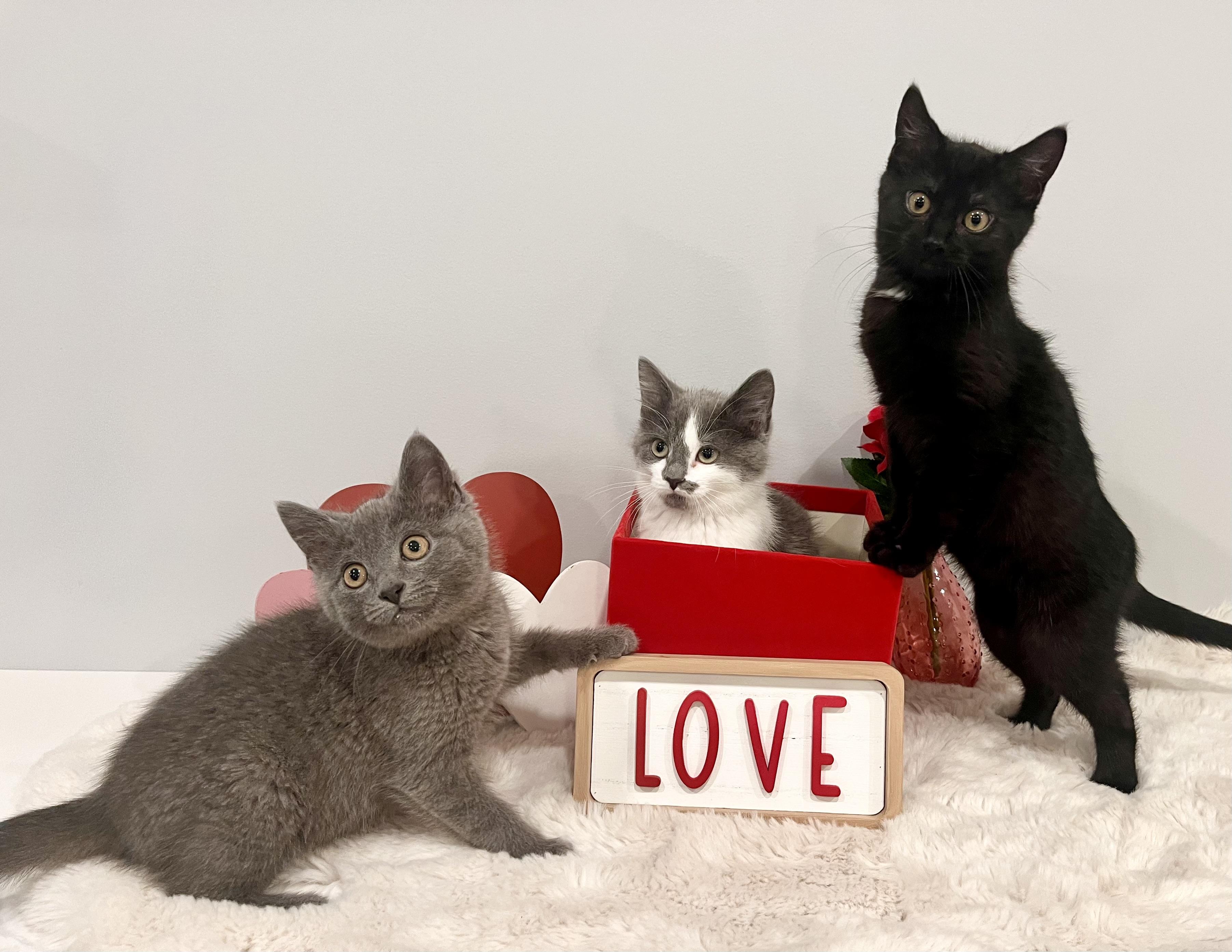 Enlarge Solace, an adopted Domestic Short Hair in Chicago, IL image 5/6