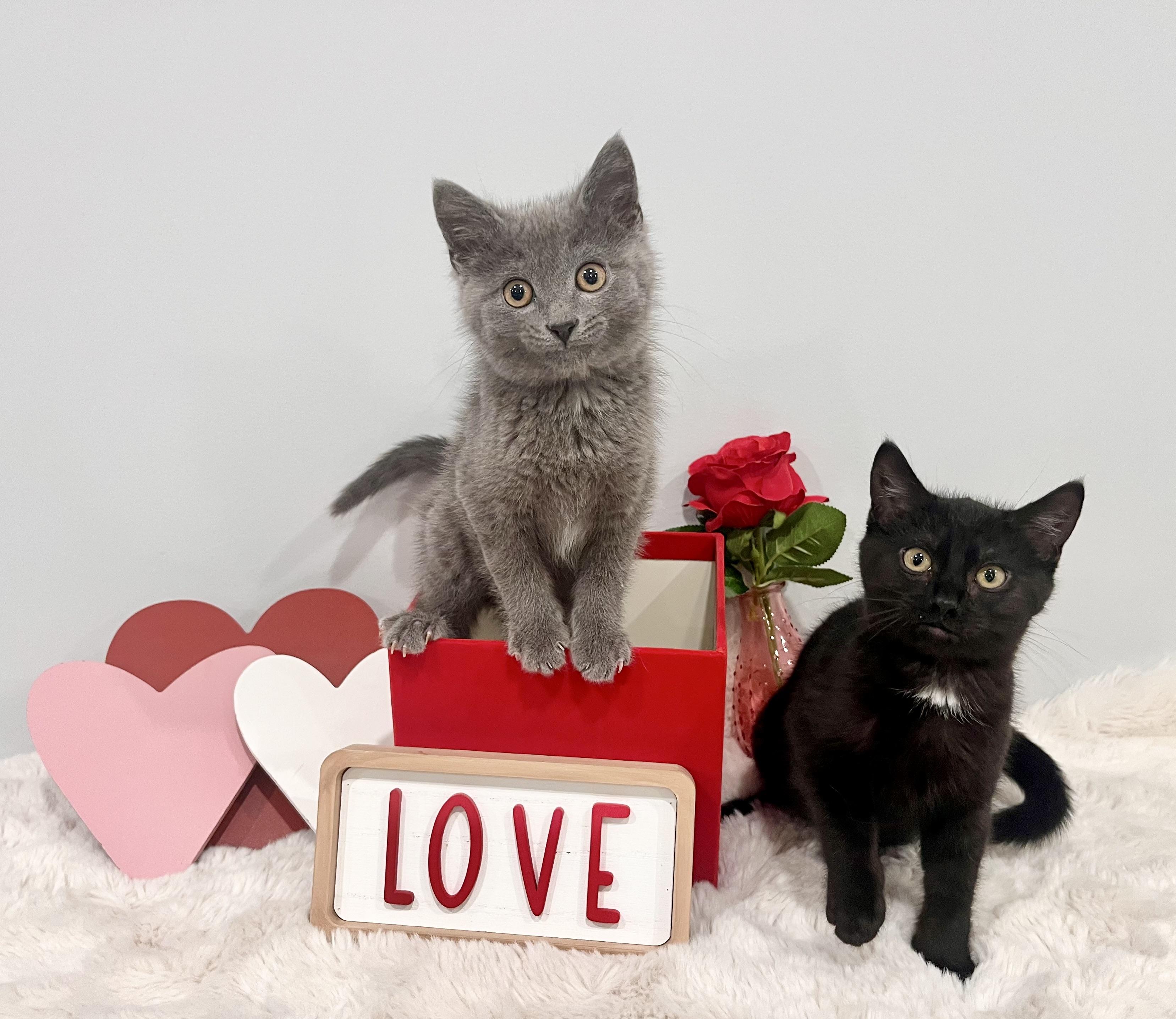 Enlarge Solace, an adopted Domestic Short Hair in Chicago, IL image 4/6