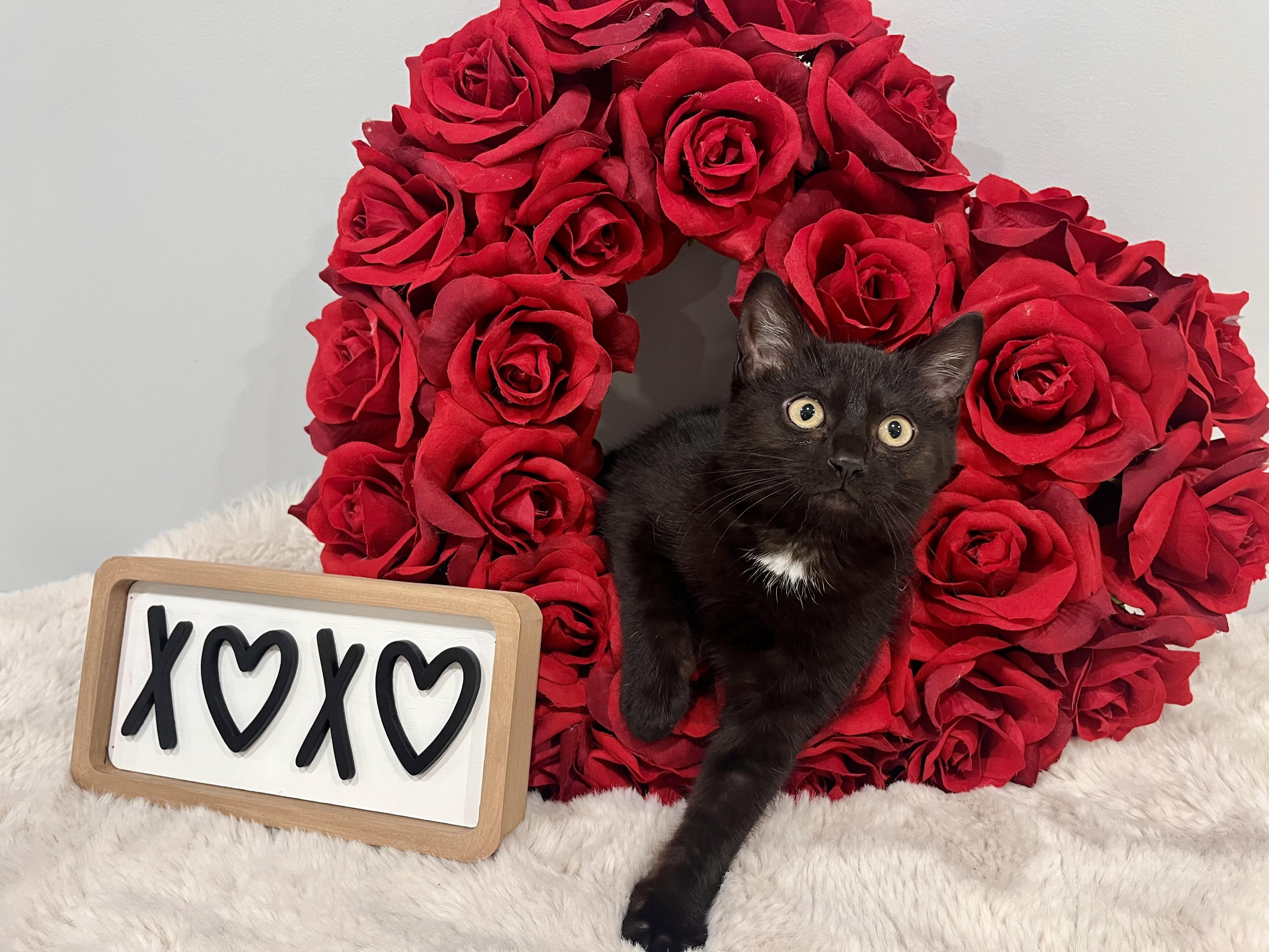 Enlarge Solace, an adopted Domestic Short Hair in Chicago, IL image 2/6