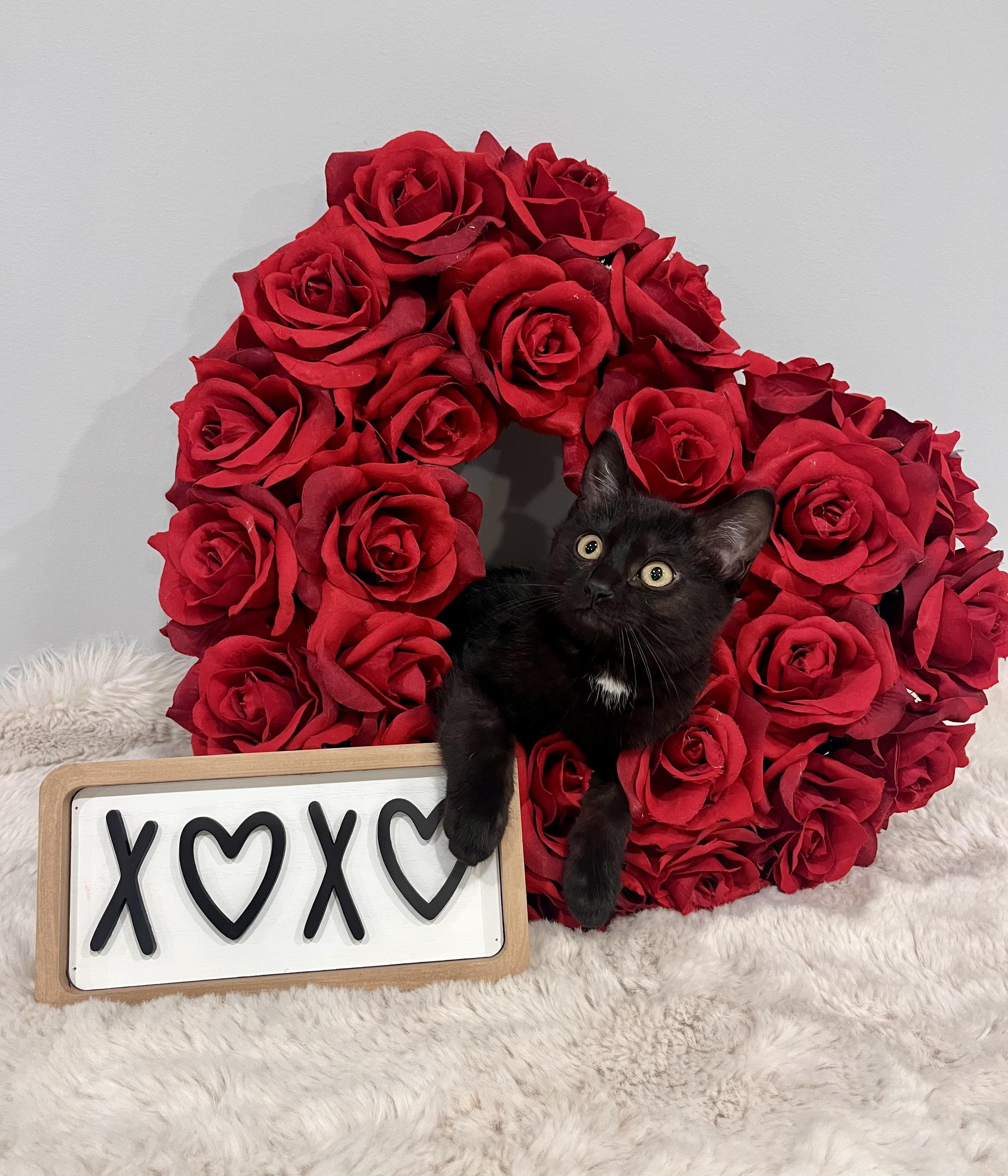 Solace, adopted, Young Female Domestic Short Hair.