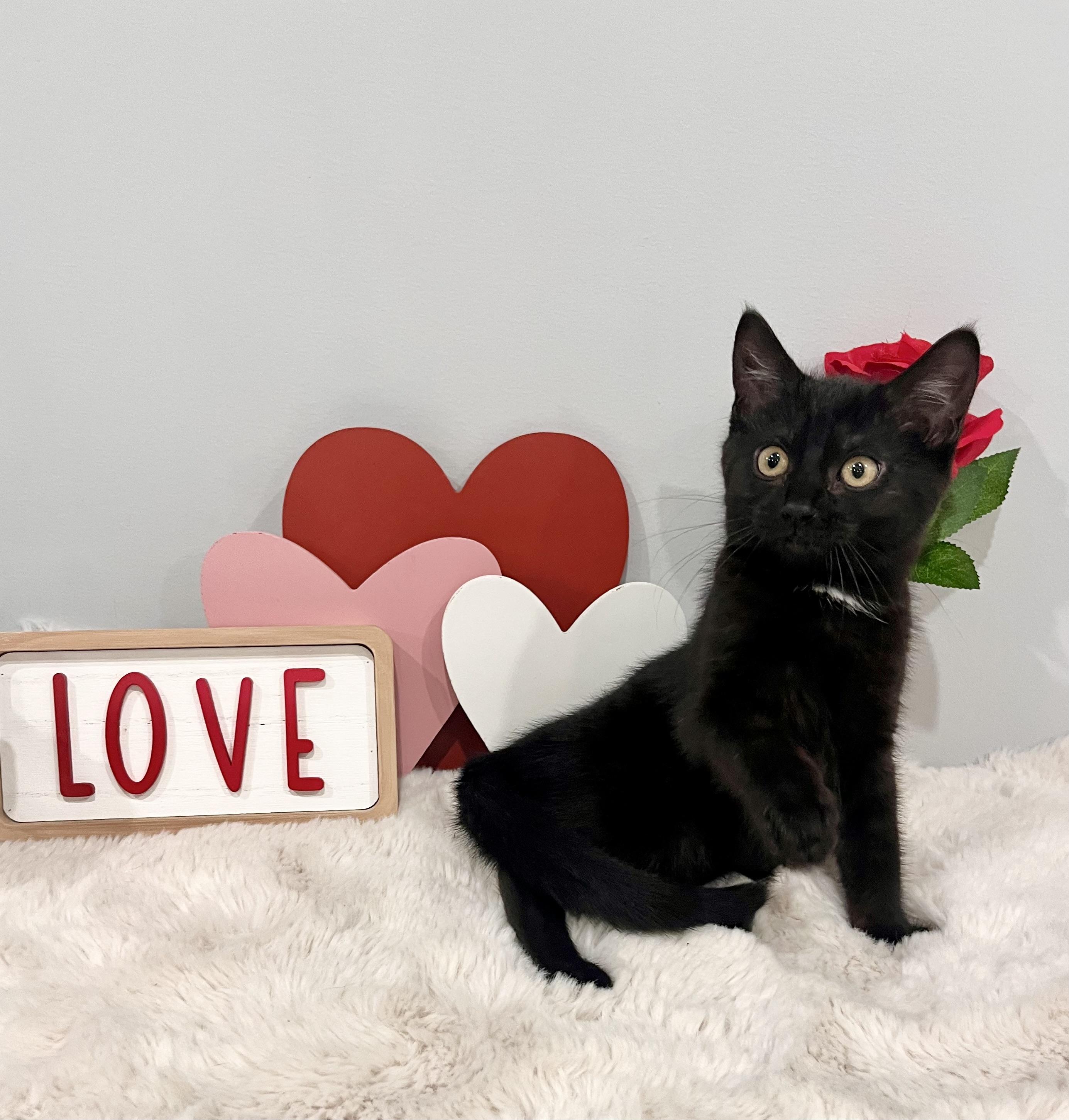 Enlarge Solace, an adopted Domestic Short Hair in Chicago, IL image 6/6