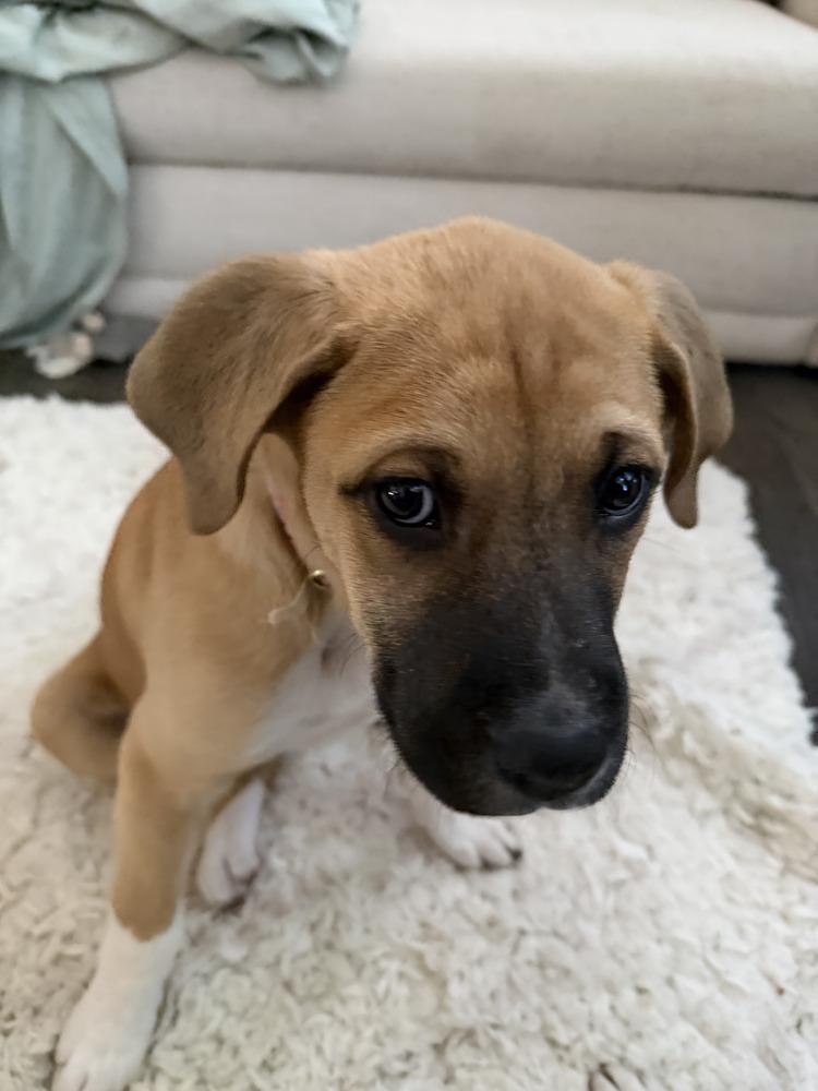 Ernie, Adoptable, Puppy Male Great Pyrenees & Boxer.