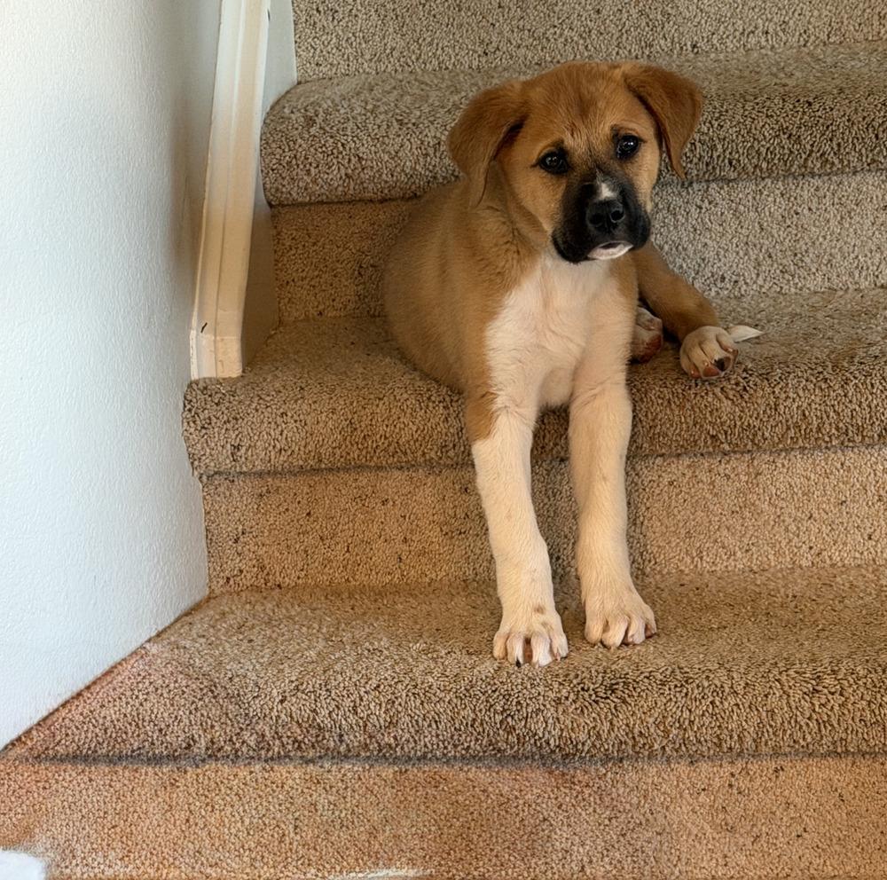 Ernie, Adoptable, Puppy Male Great Pyrenees & Boxer.