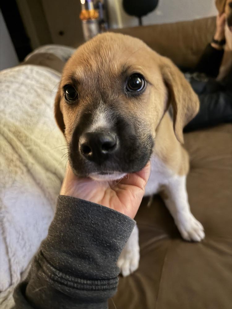 Ernie, a Adoptable mixed breed in Denver, CO image 2/4