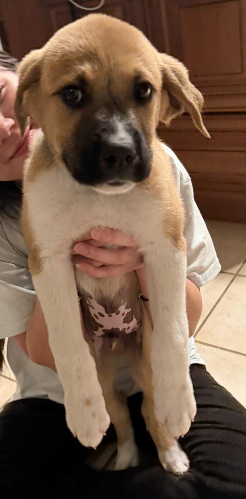 Ernie, a Adoptable mixed breed in Denver, CO image 4/4