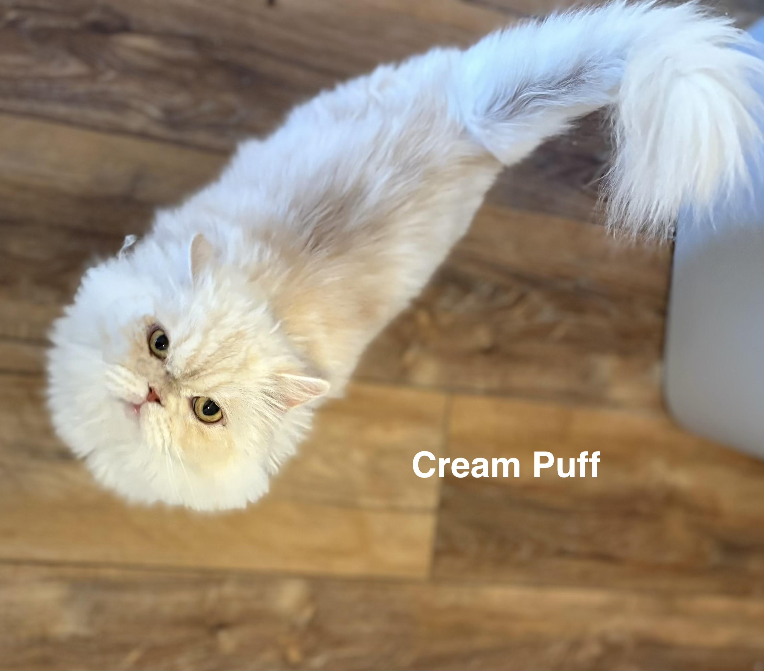 CREAM PUFF AND CUPCAKE THE BEAUTIFUL PERSIANS!, an adoptable Persian in woodland, CA, 95776 | Photo Image 1